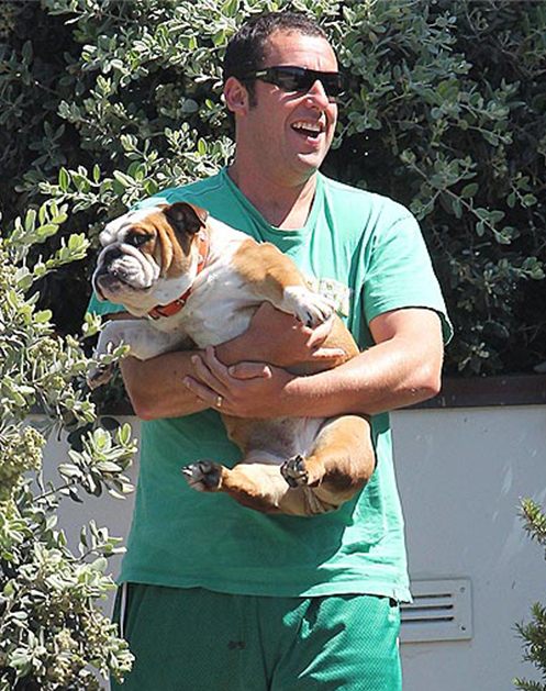 Adam Sandler Bull Dog - Motzaball